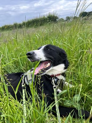 Shadow - Hunde