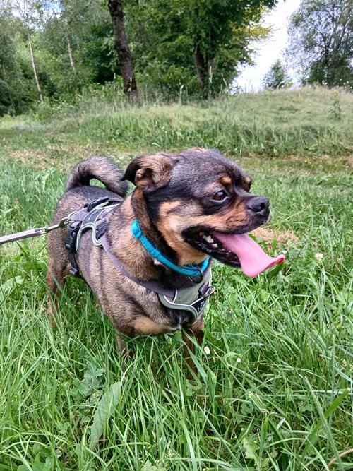 Boumer - Chiens