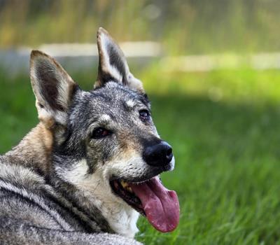 Quanti - Hunde
