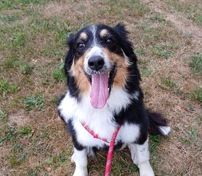 Rocky - Hunde