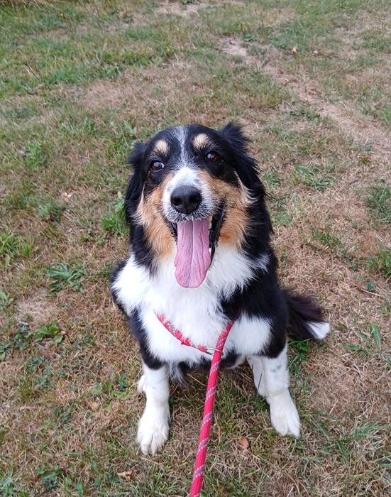 Rocky - Hunde