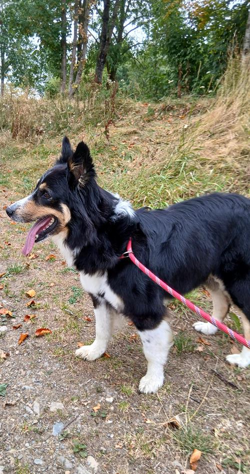Rocky - Hunde