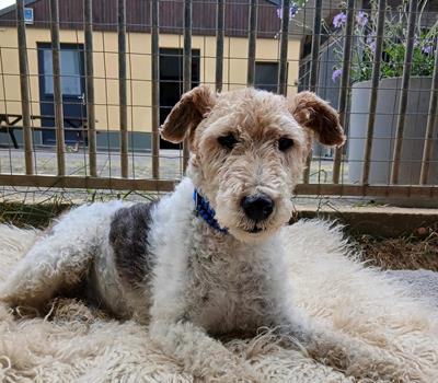 Cody - Hunde