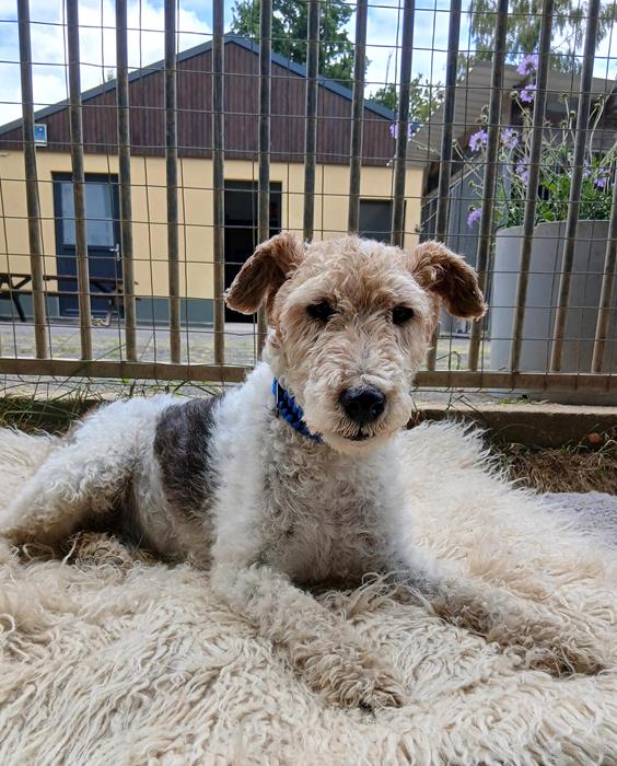Cody - Hunde