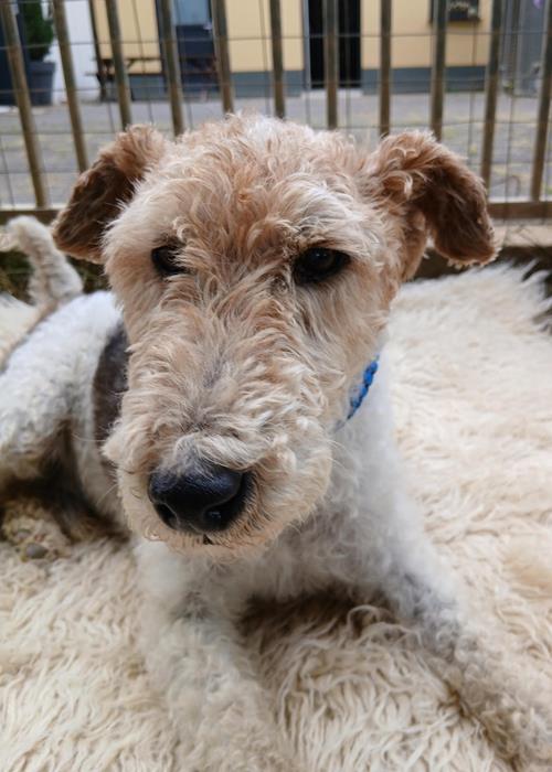 Cody - Hunde