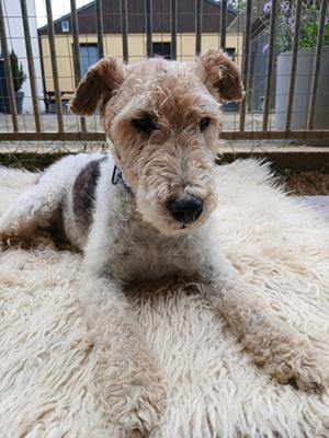 Cody - Hunde
