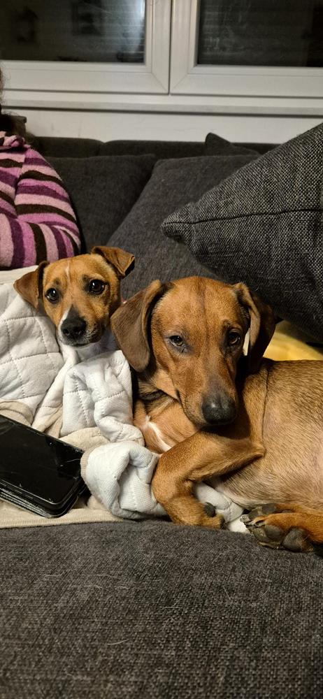 Spiky - Hunde