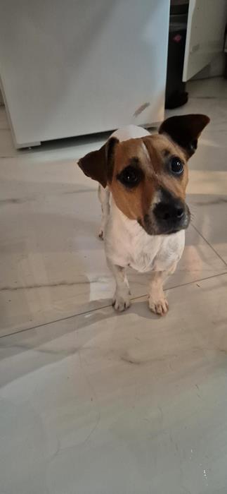 Spiky - Hunde