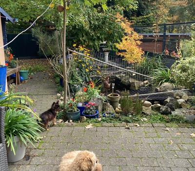 Billy&Shana - Chiens