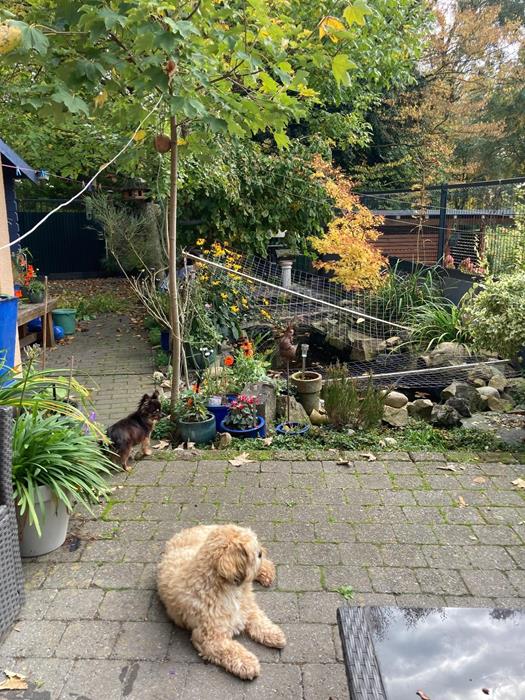 Billy&Shana - Hunde