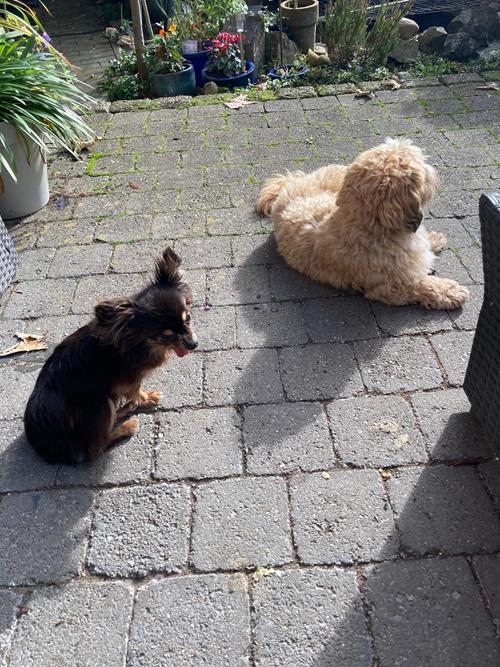 Billy&Shana - Hunde