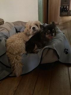 Billy&Shana - Hunde